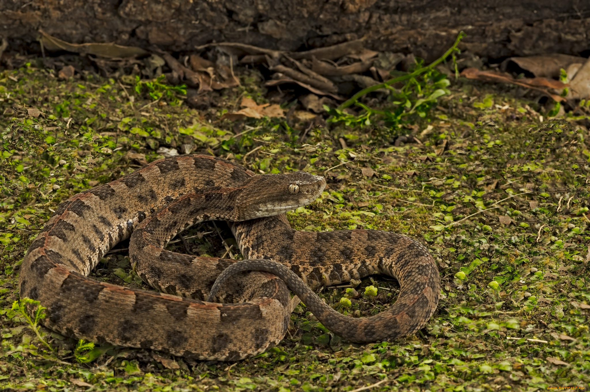 животные, змеи, , питоны, , кобры, змейка