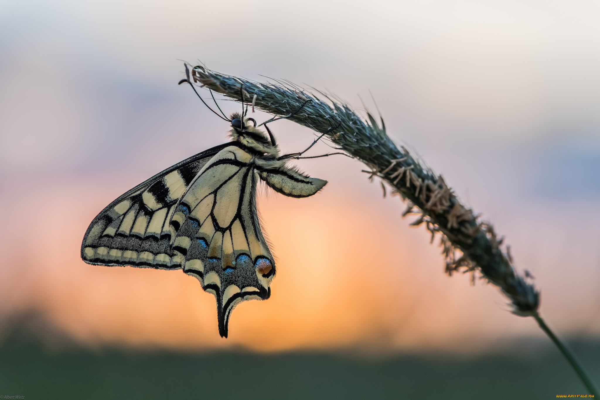 животные, бабочки, , мотыльки, , моли, бабочка