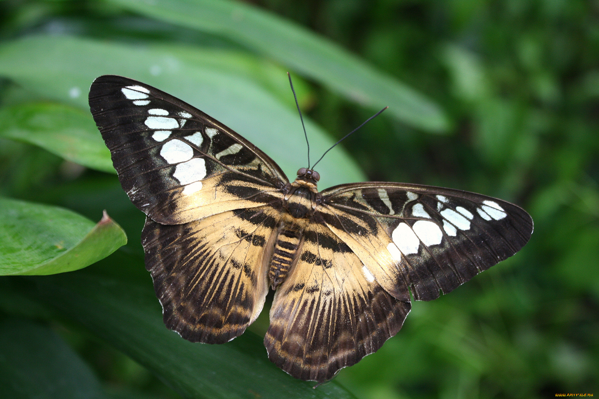 животные, бабочки, , мотыльки, , моли, бабочка