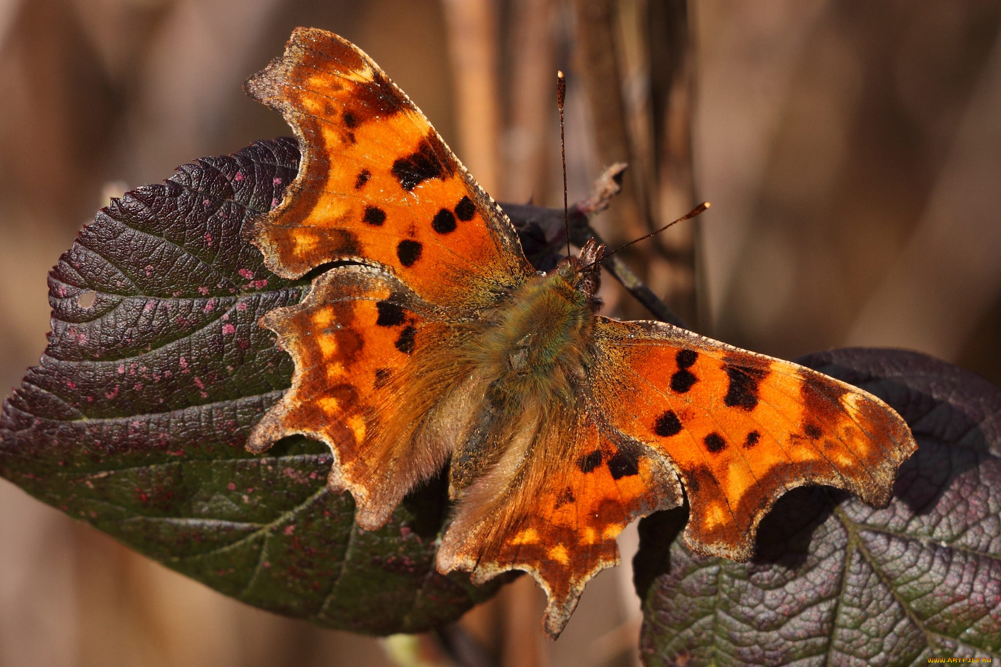 животные, бабочки, , мотыльки, , моли, бабочка