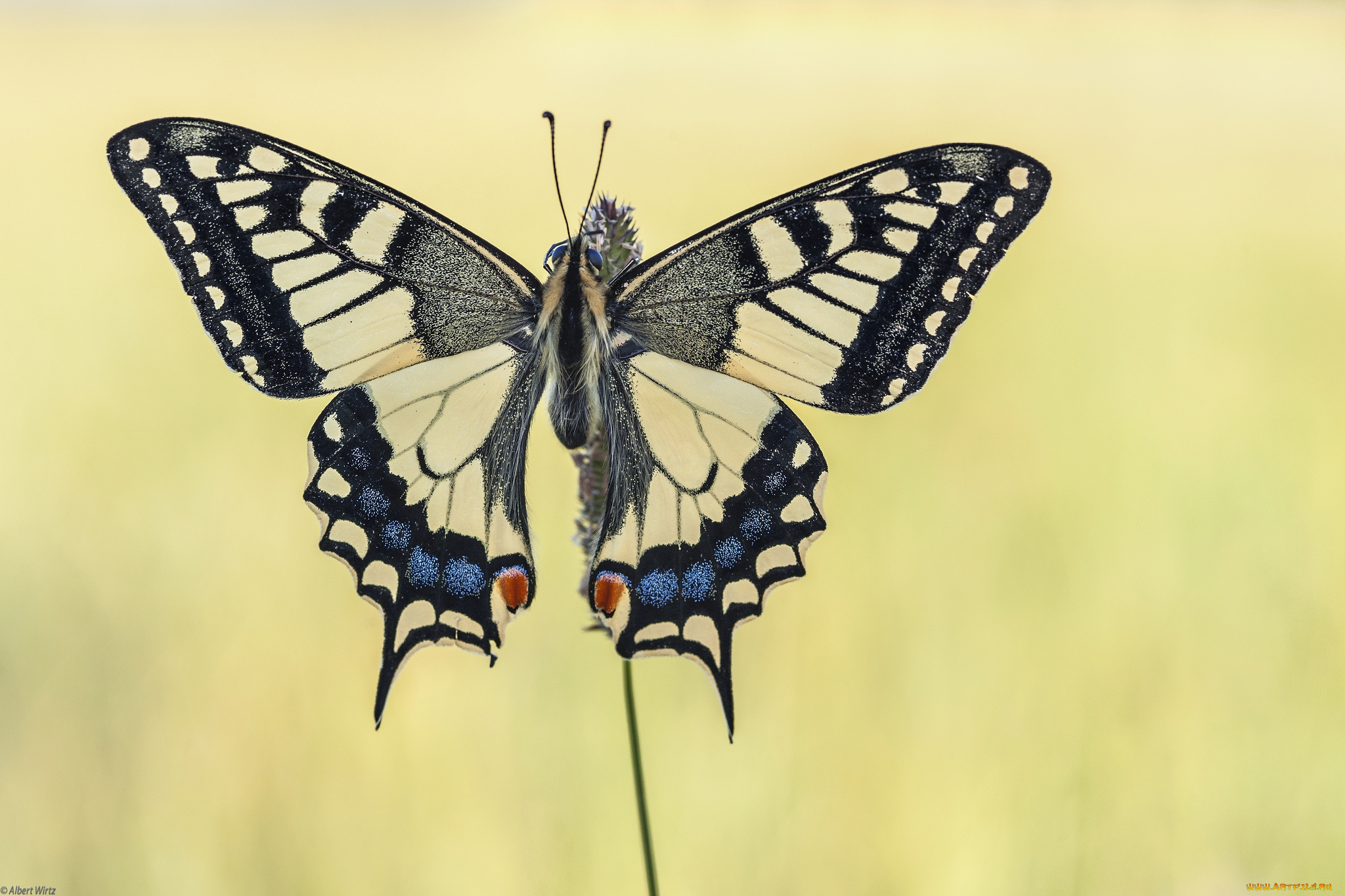 животные, бабочки, , мотыльки, , моли, бабочка