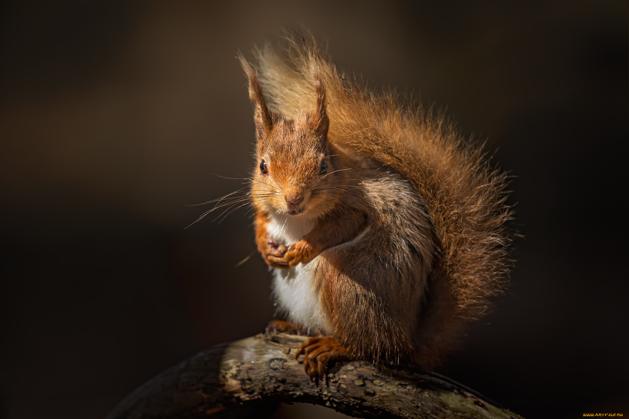 животные, белки, белка