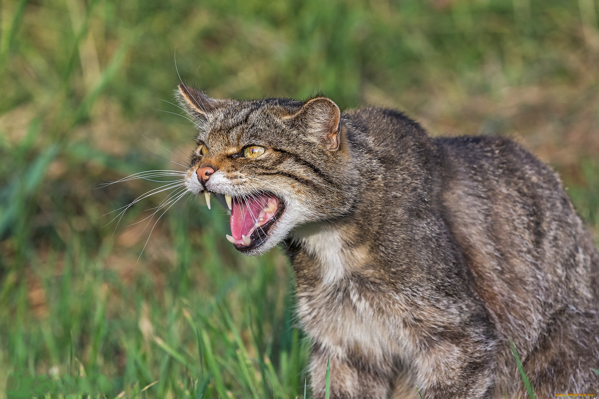 животные, дикие, кошки, кот, дикий