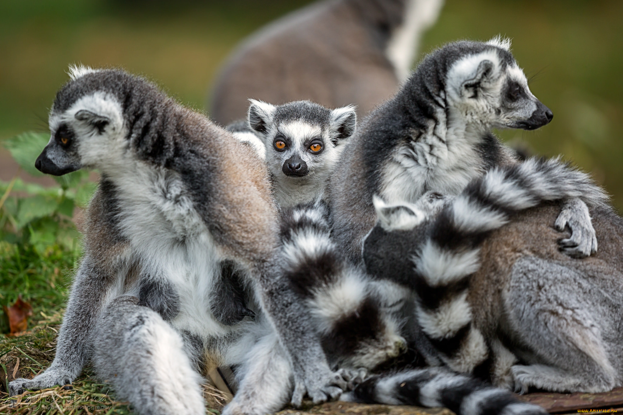 животные, лемуры, лемур