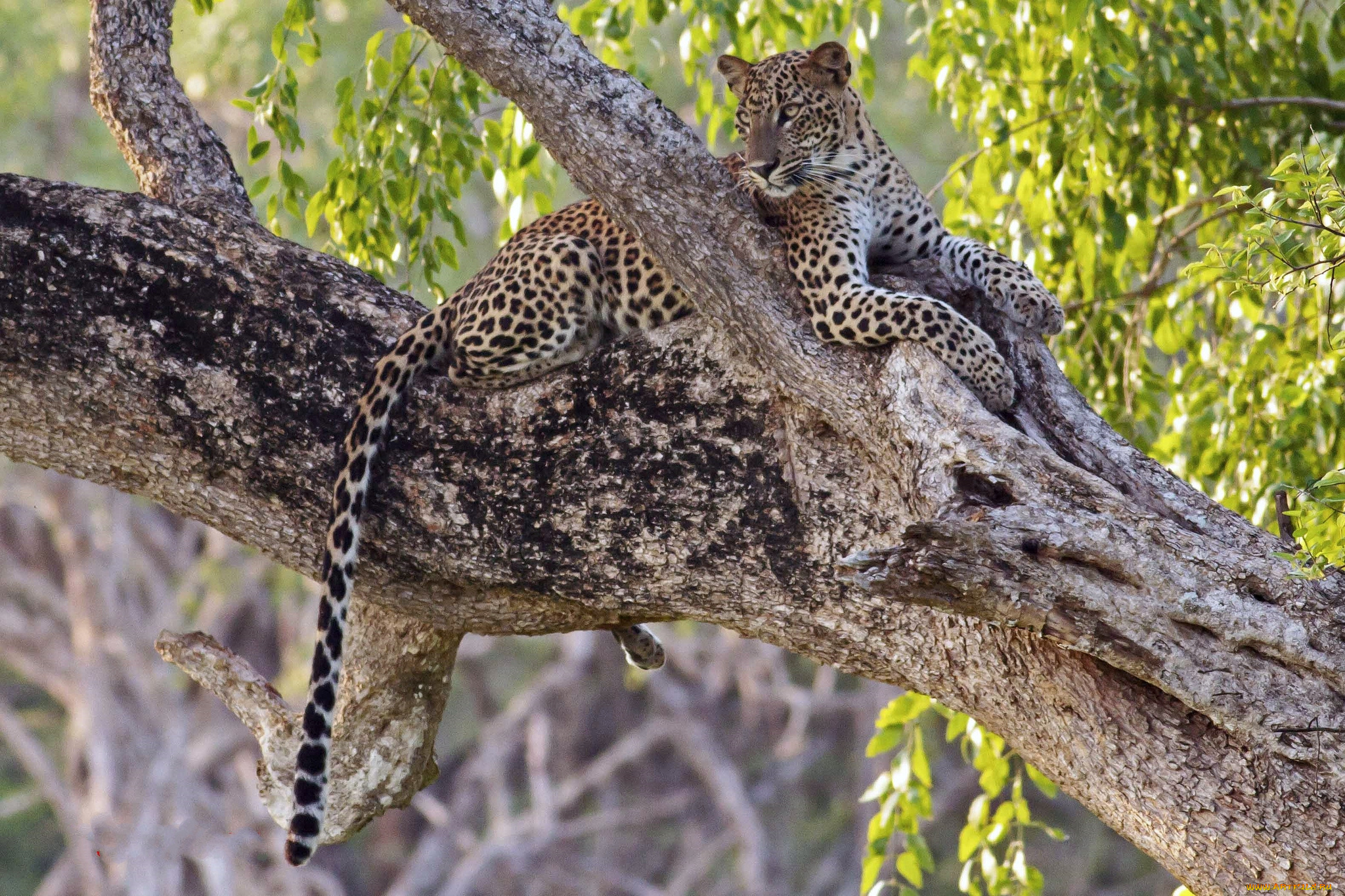 животные, леопарды, леопард