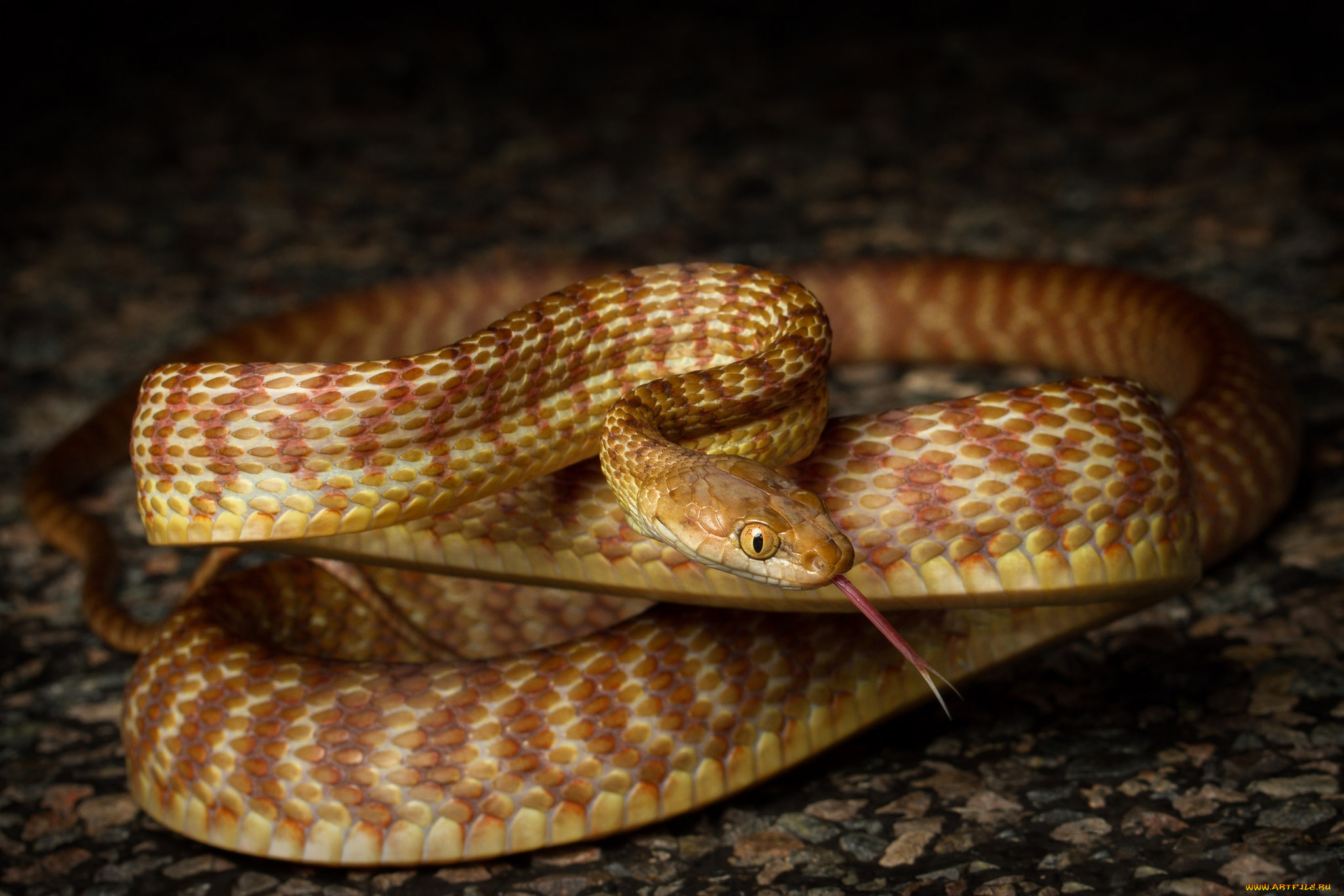 животные, змеи, , питоны, , кобры, змейка