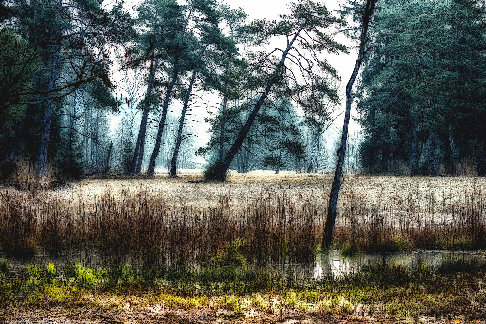 природа, реки, озера, река, лес