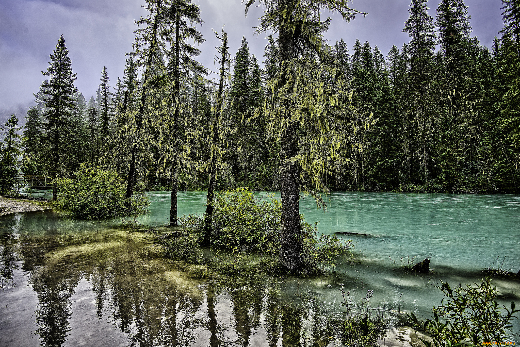 природа, реки, озера, лес, река