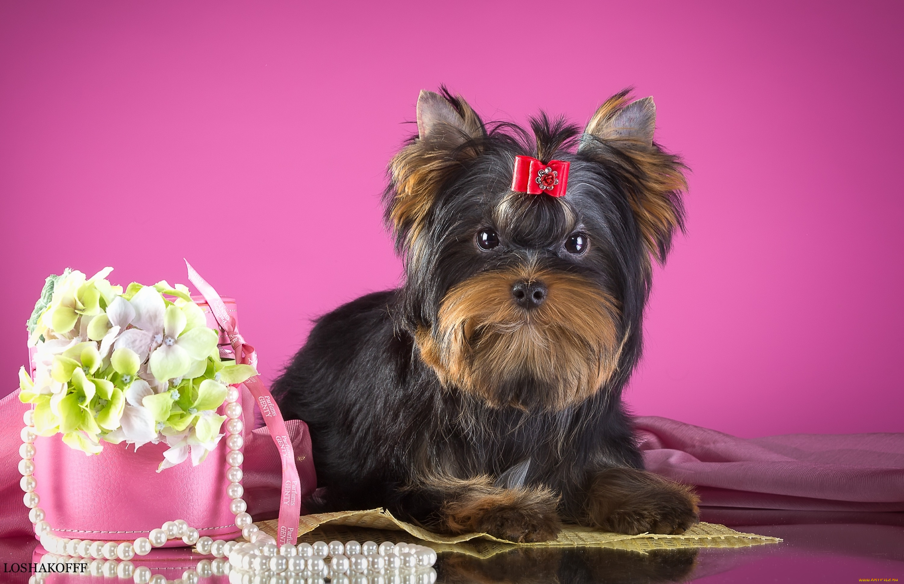 животные, собаки, йоркширский, терьер, ожерелье, цветы, бантик