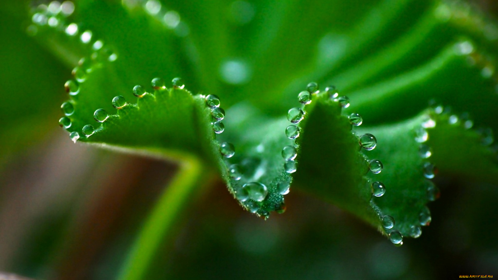 природа, листья, макро, лист, капли