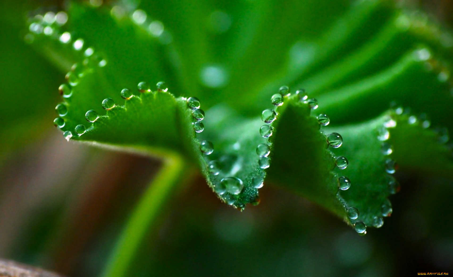 природа, листья, макро, лист, капли