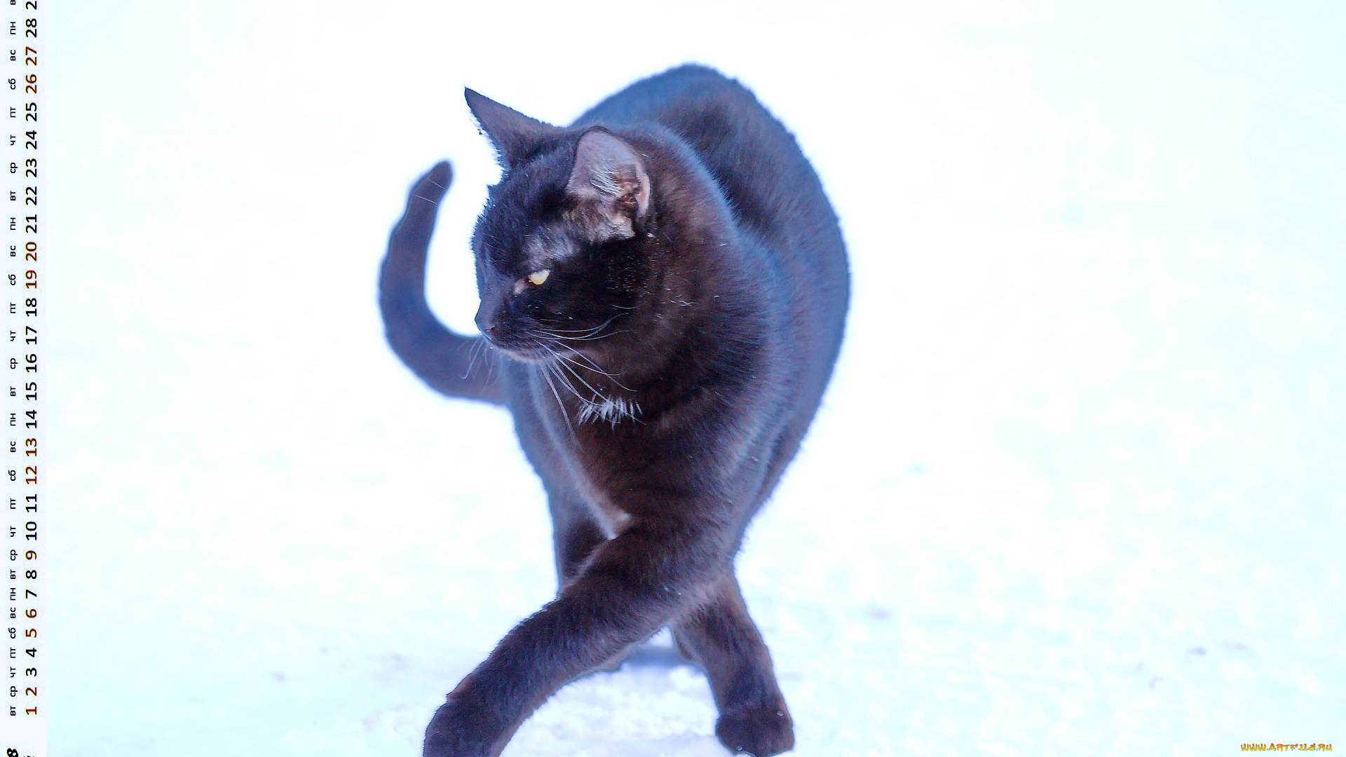 календари, животные, кошка
