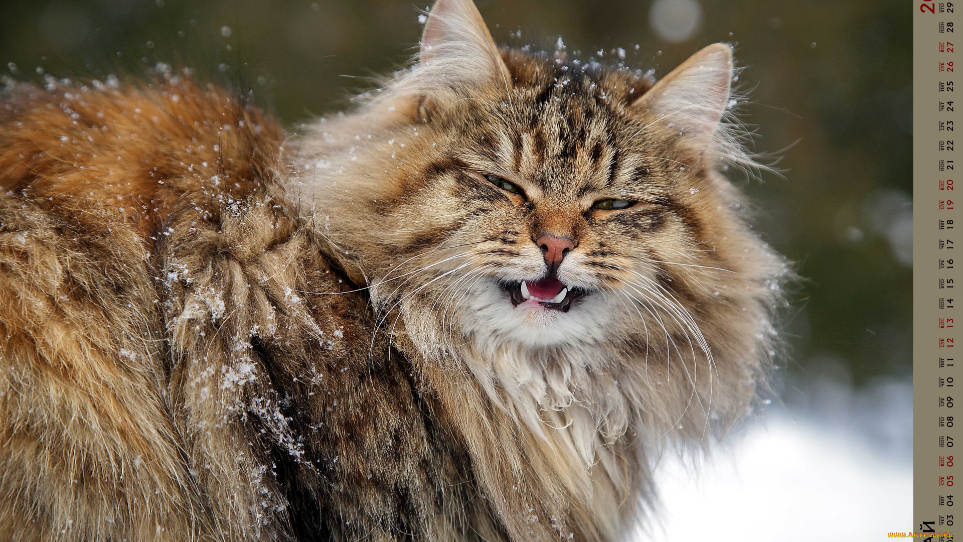 календари, животные, кошка, взгляд