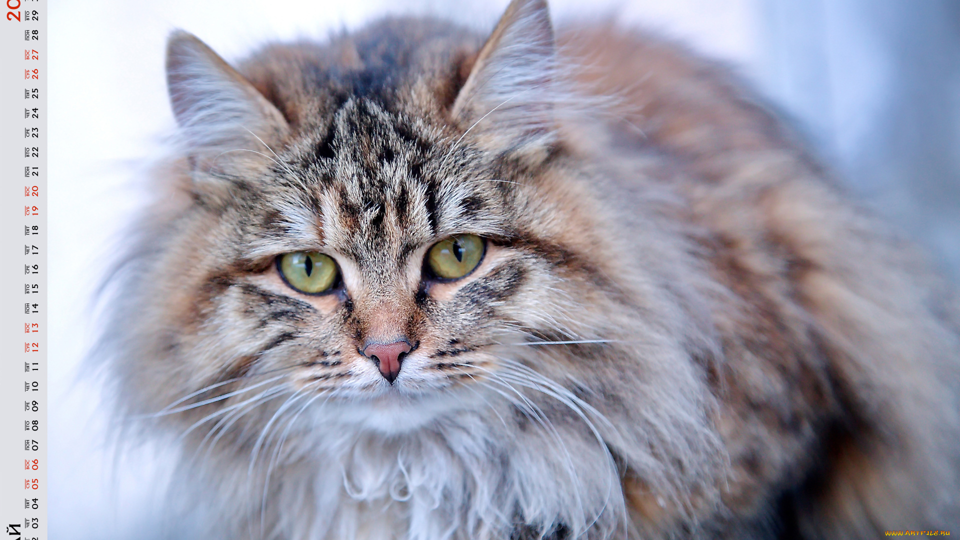 календари, животные, кошка, взгляд