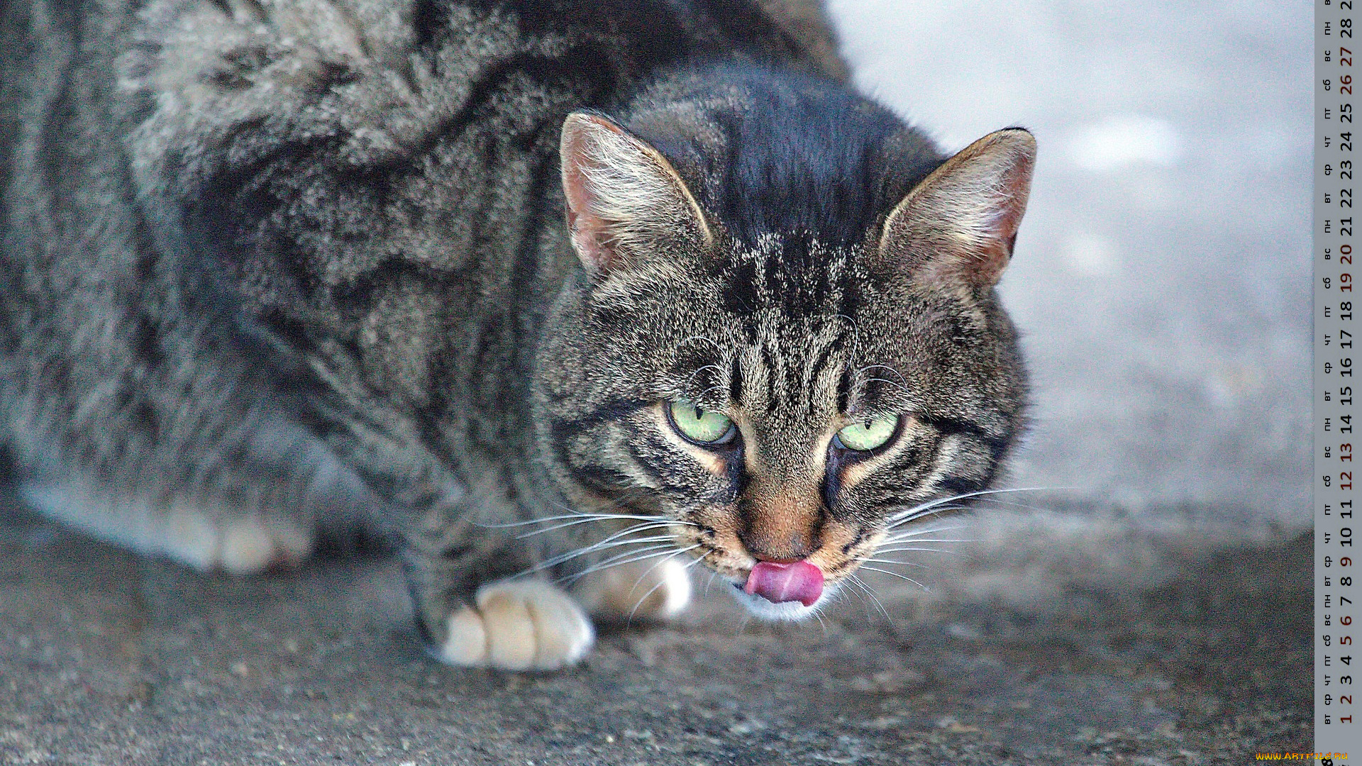 календари, животные, взгляд, кошка
