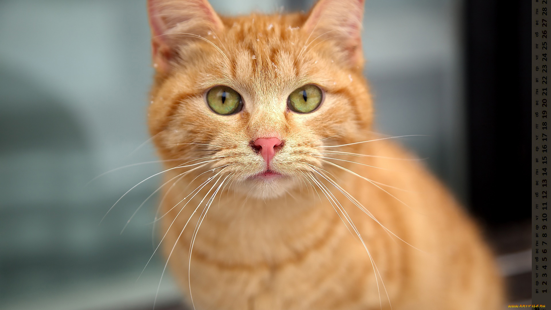 календари, животные, взгляд, кошка