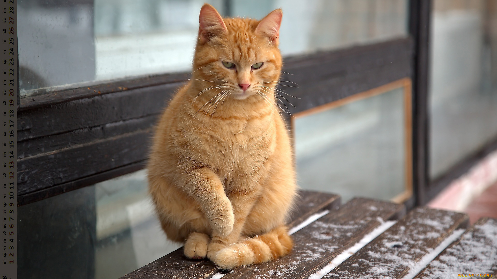 календари, животные, взгляд, кошка