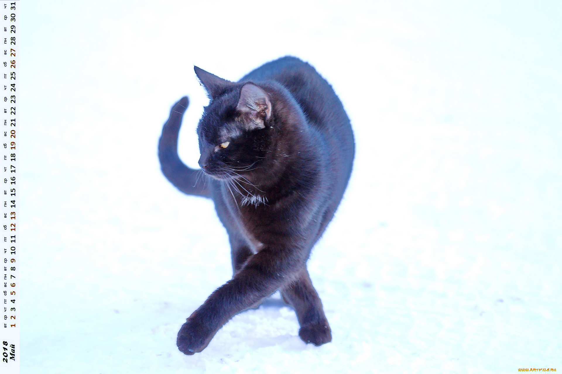 календари, животные, кошка