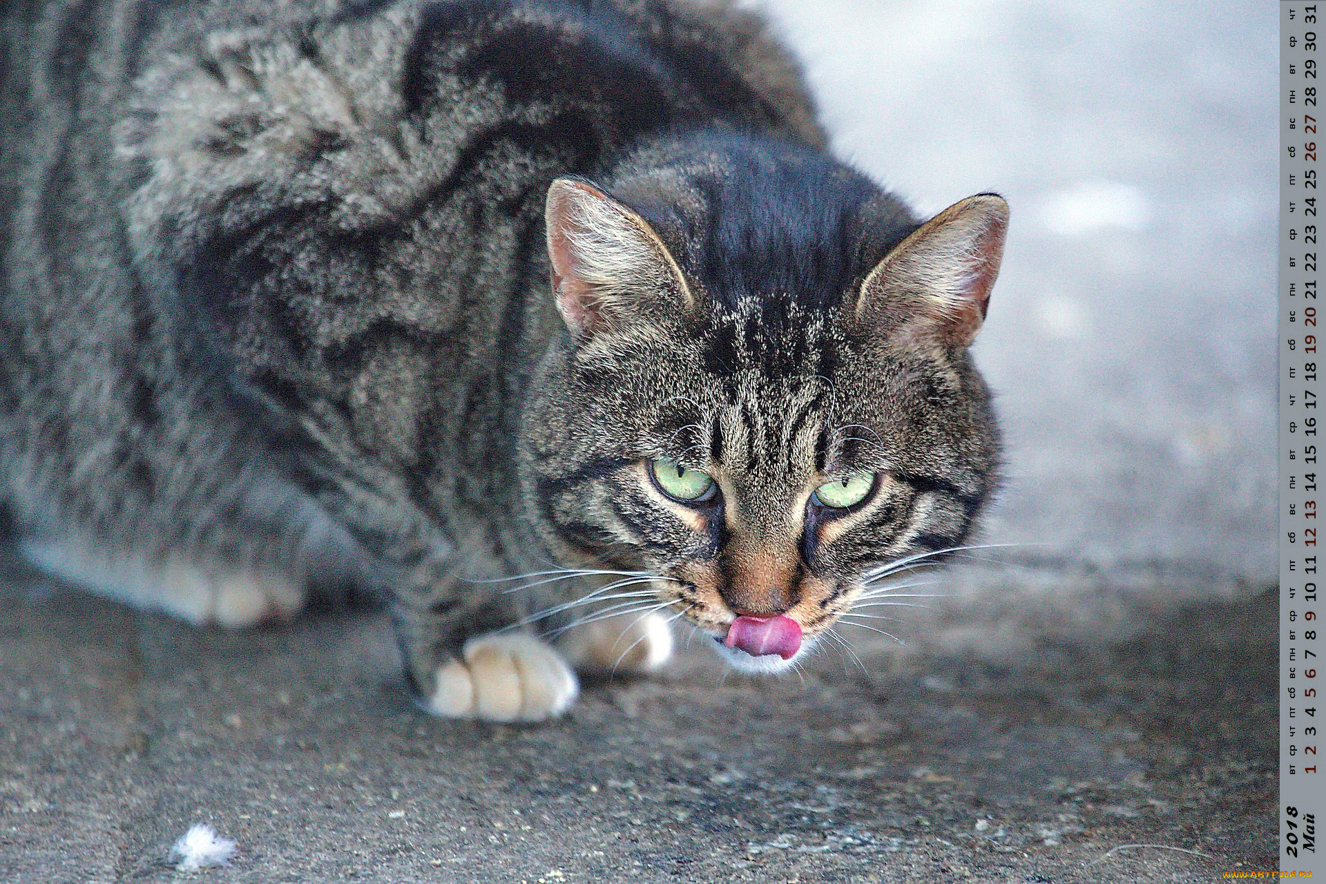 календари, животные, взгляд, кошка