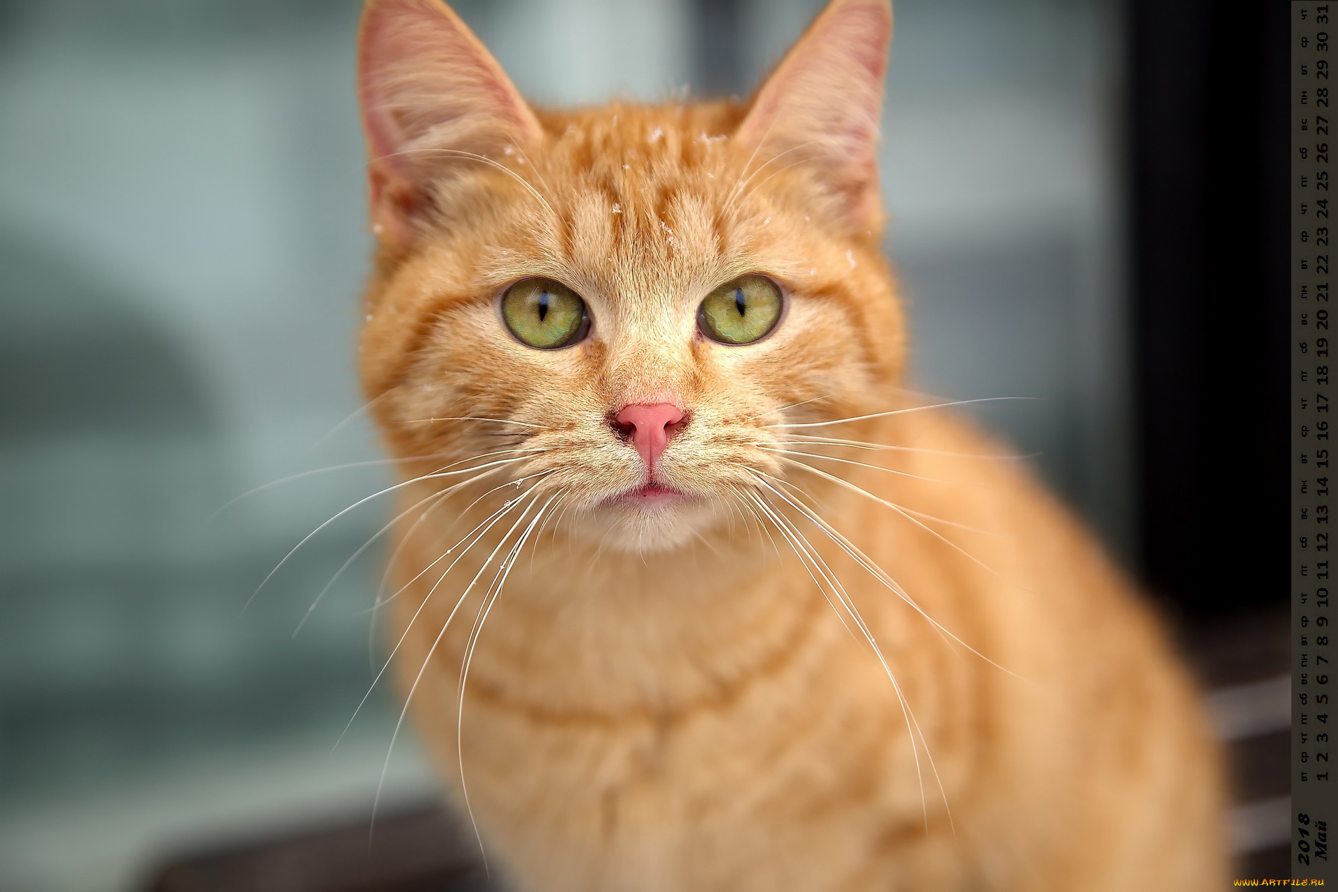 календари, животные, взгляд, кошка