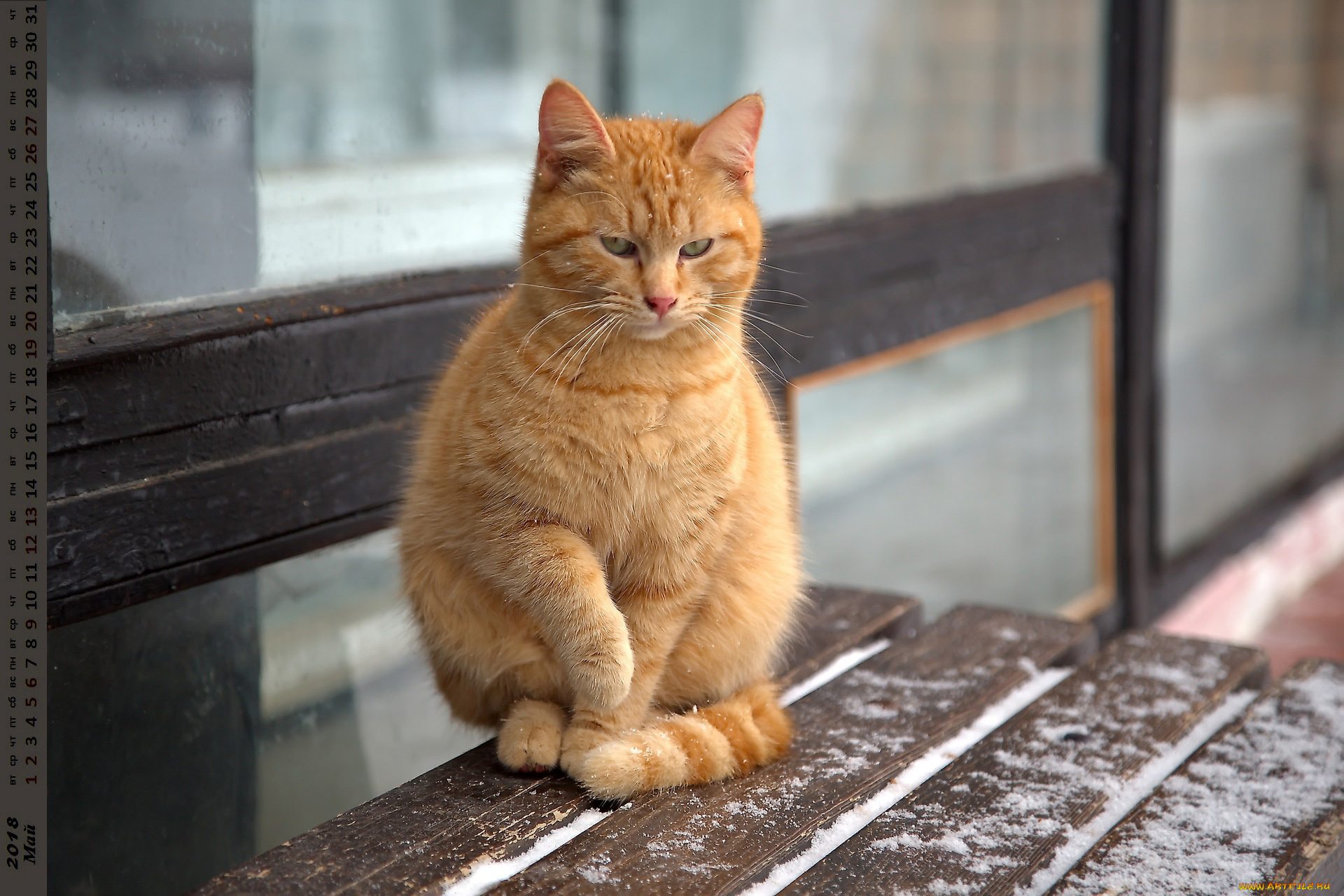 календари, животные, взгляд, кошка