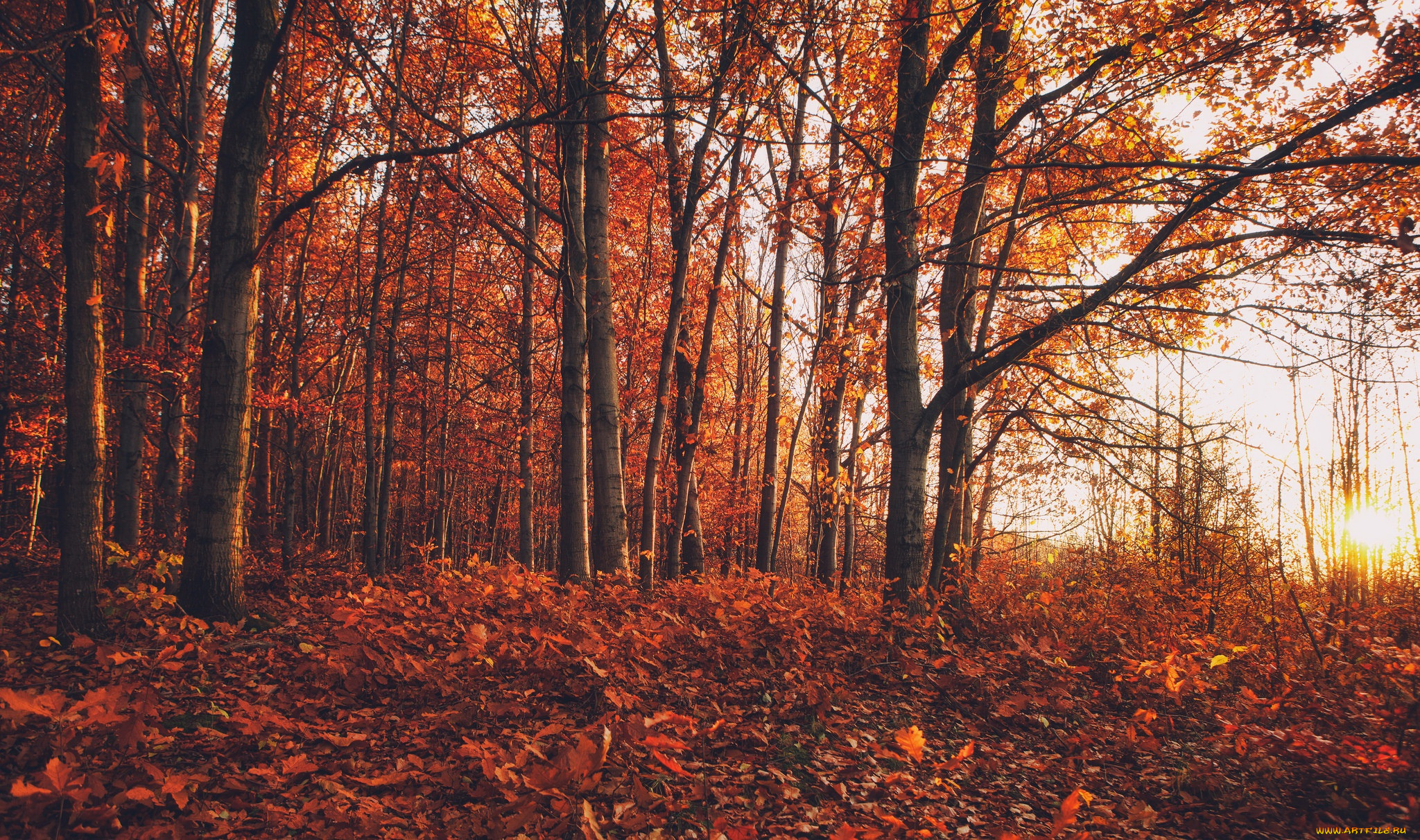 природа, лес, осень, краски