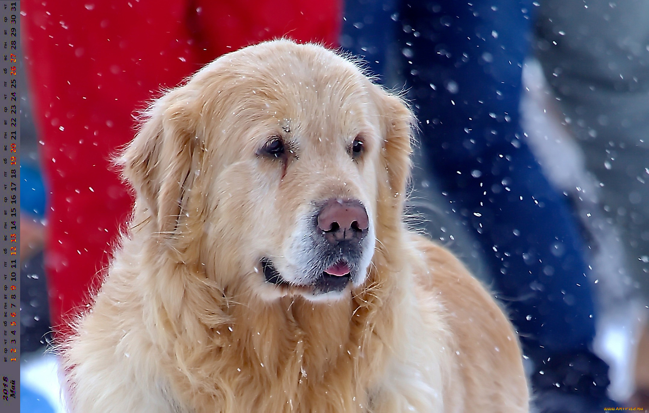 календари, животные, взгляд, собака