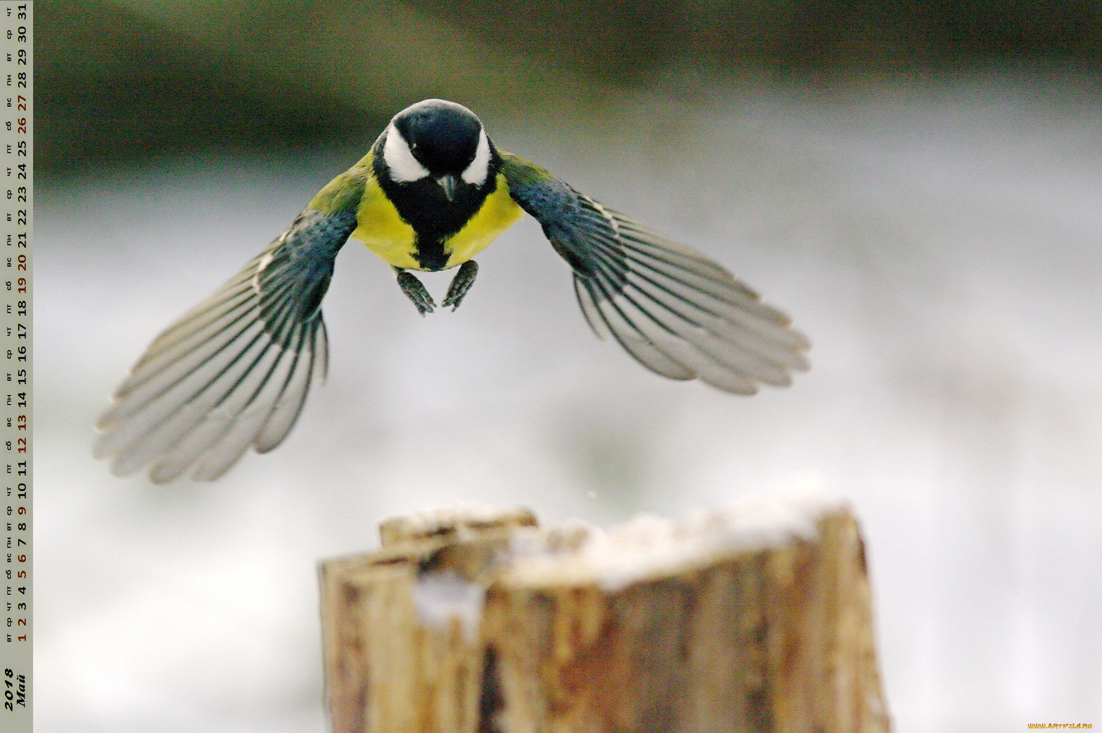 календари, животные, полет, птица, синица