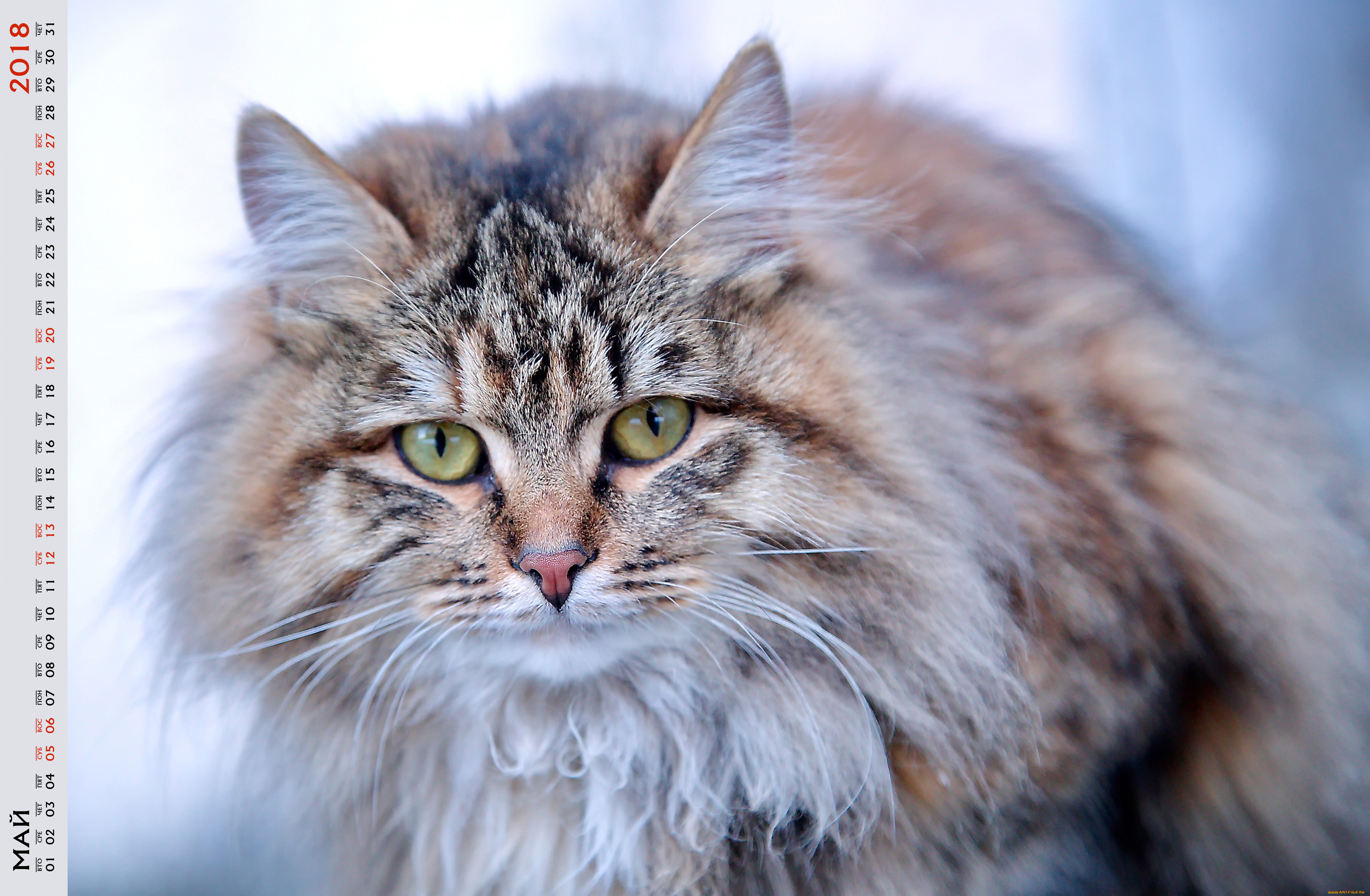 календари, животные, кошка, взгляд