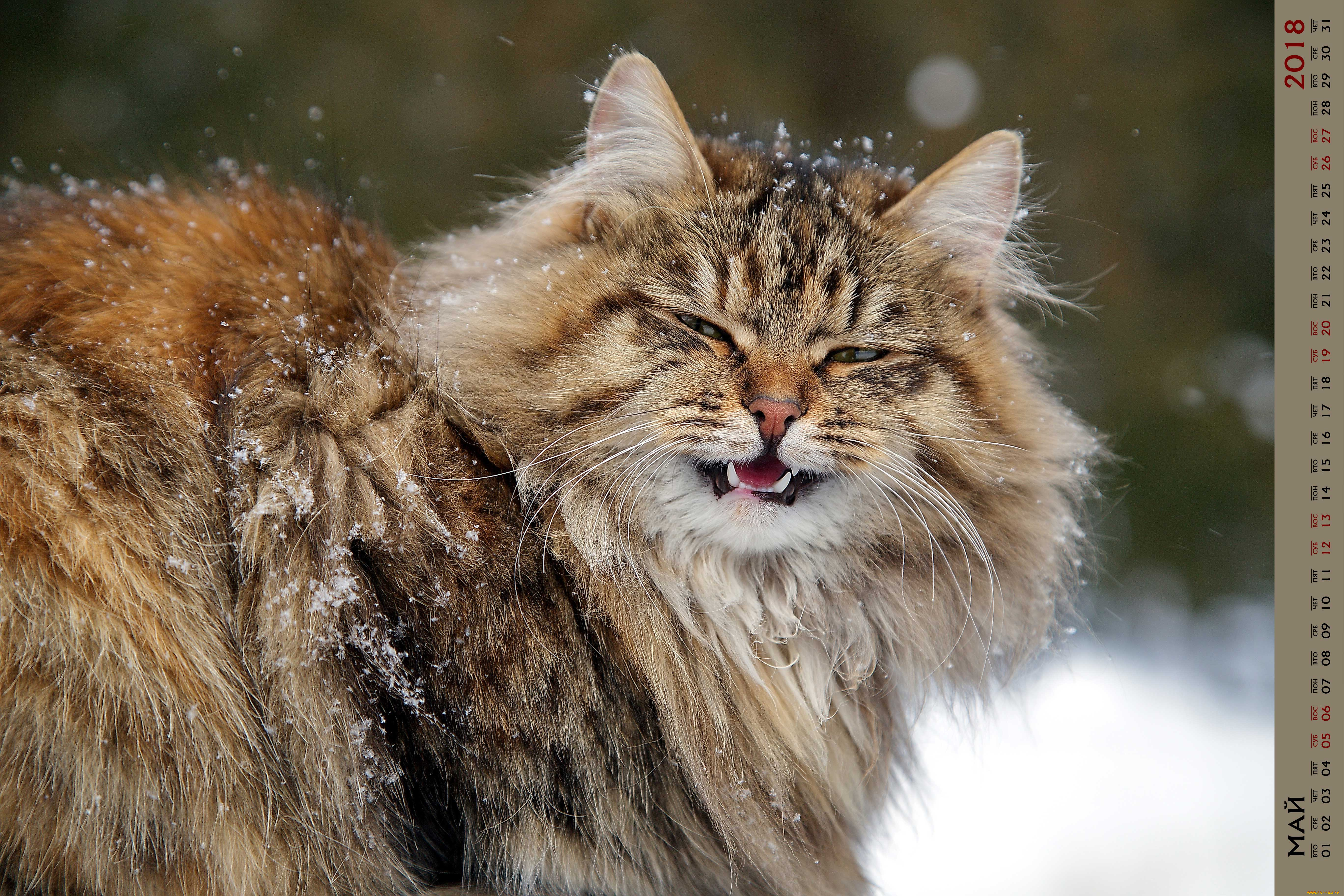 календари, животные, кошка, взгляд