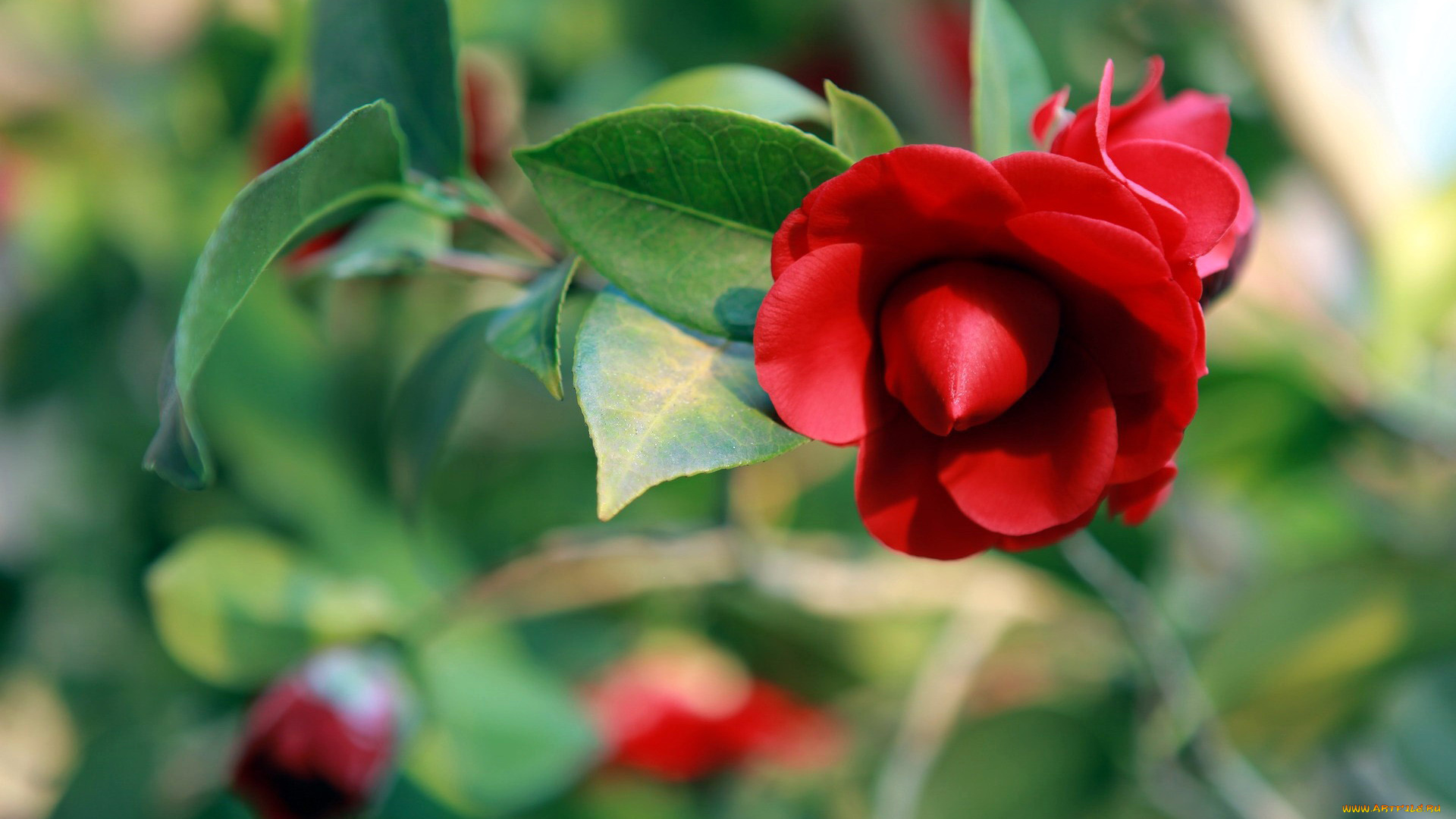 цветы, камелии, бутон