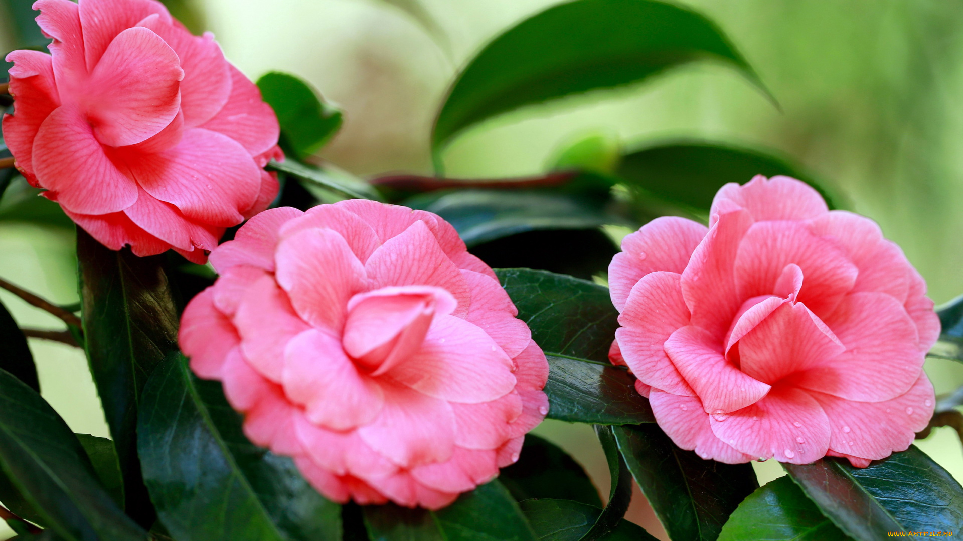 цветы, камелии, розовый