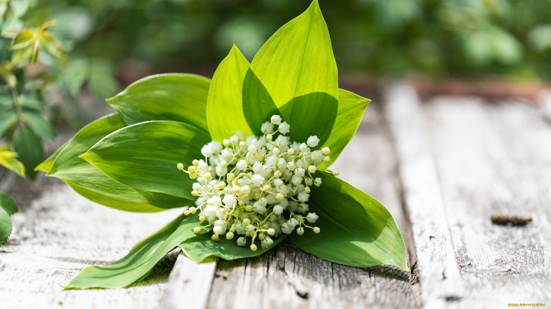 цветы, ландыши, букет, весна