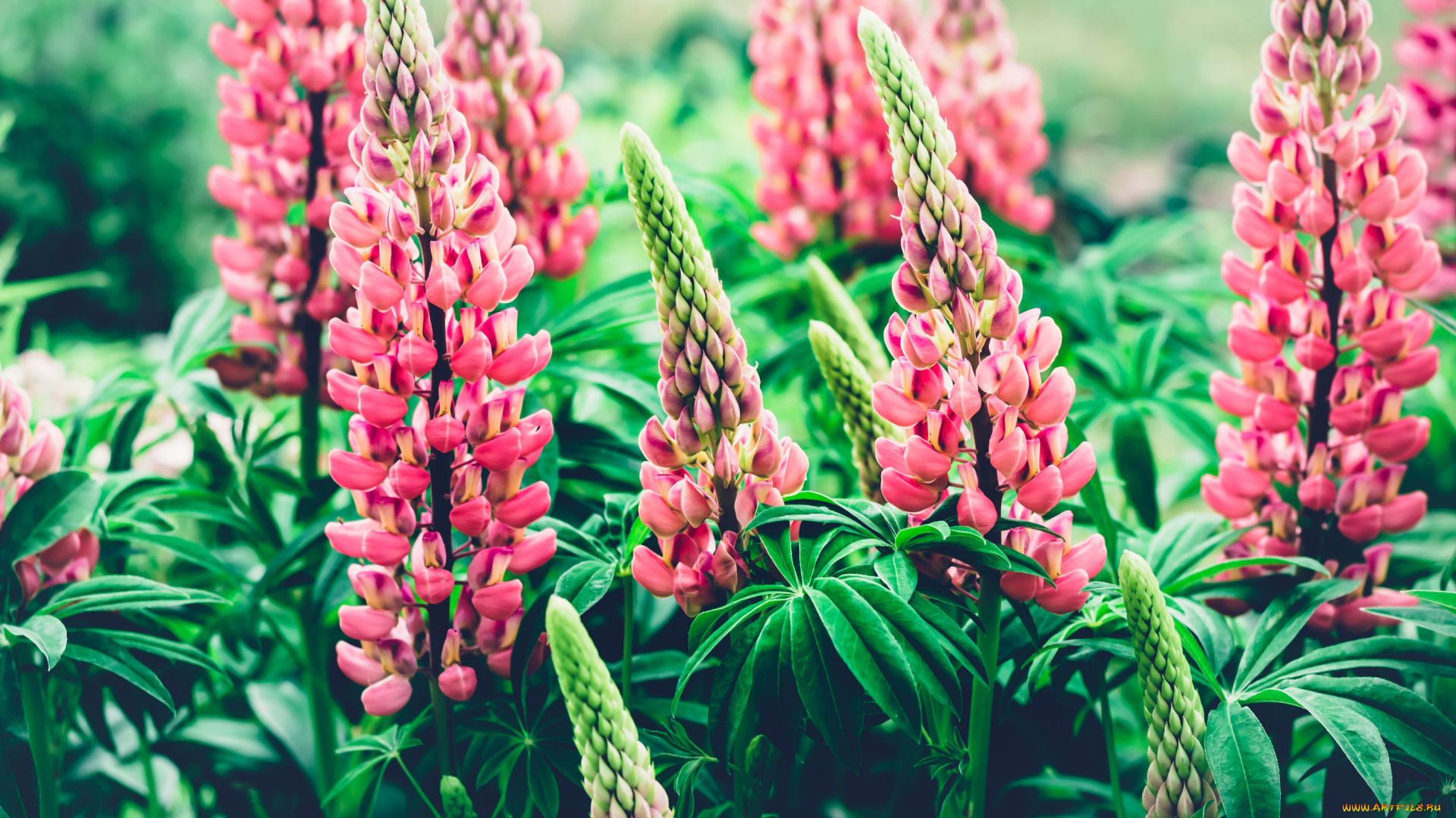 цветы, люпин, природа, розовые