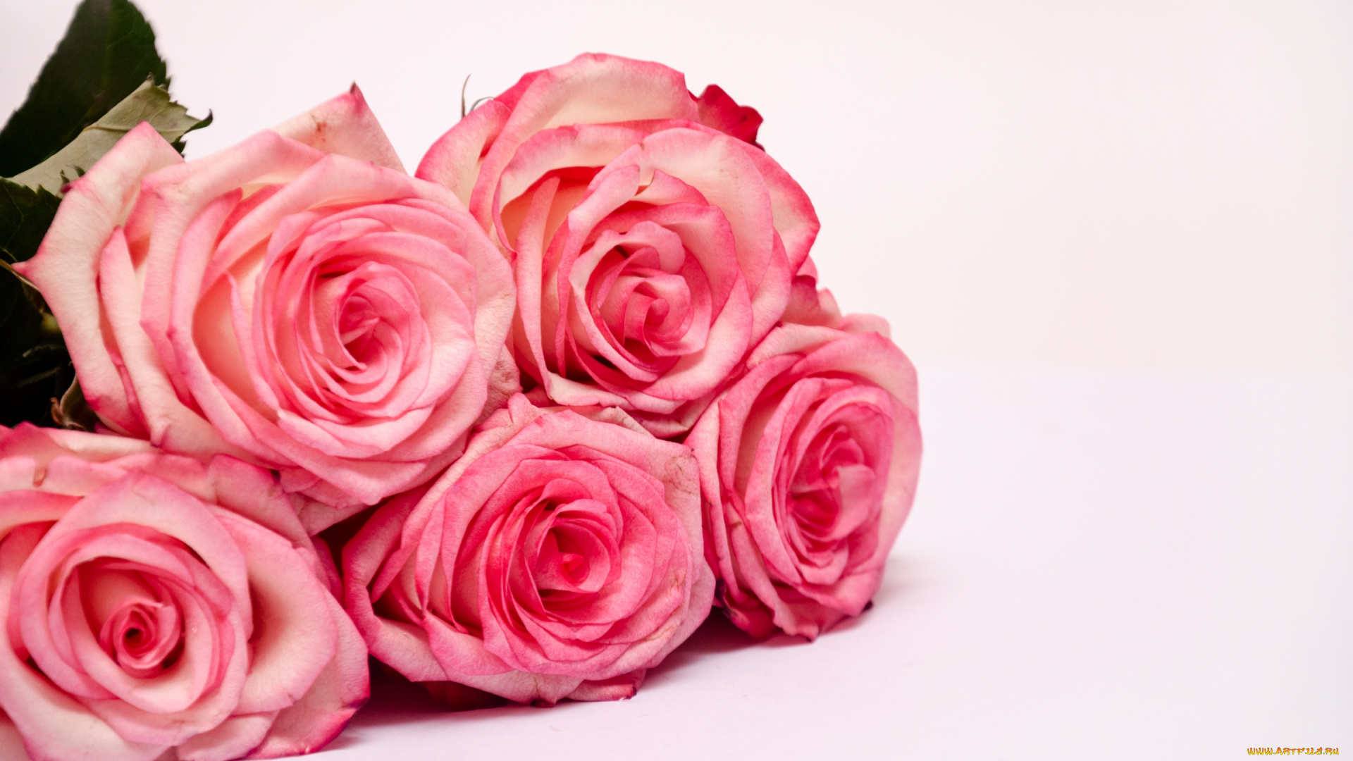 цветы, розы, букет, розовые
