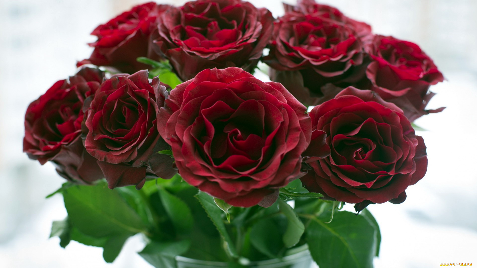 цветы, розы, бутоны, букет