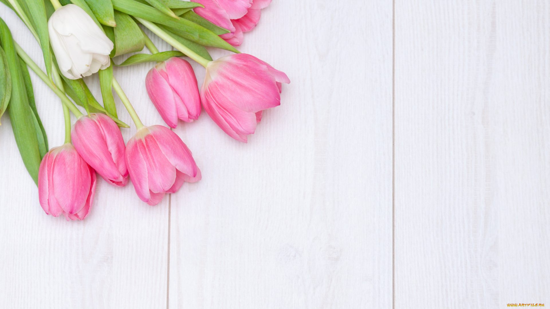 цветы, тюльпаны, белый, фон, розовые