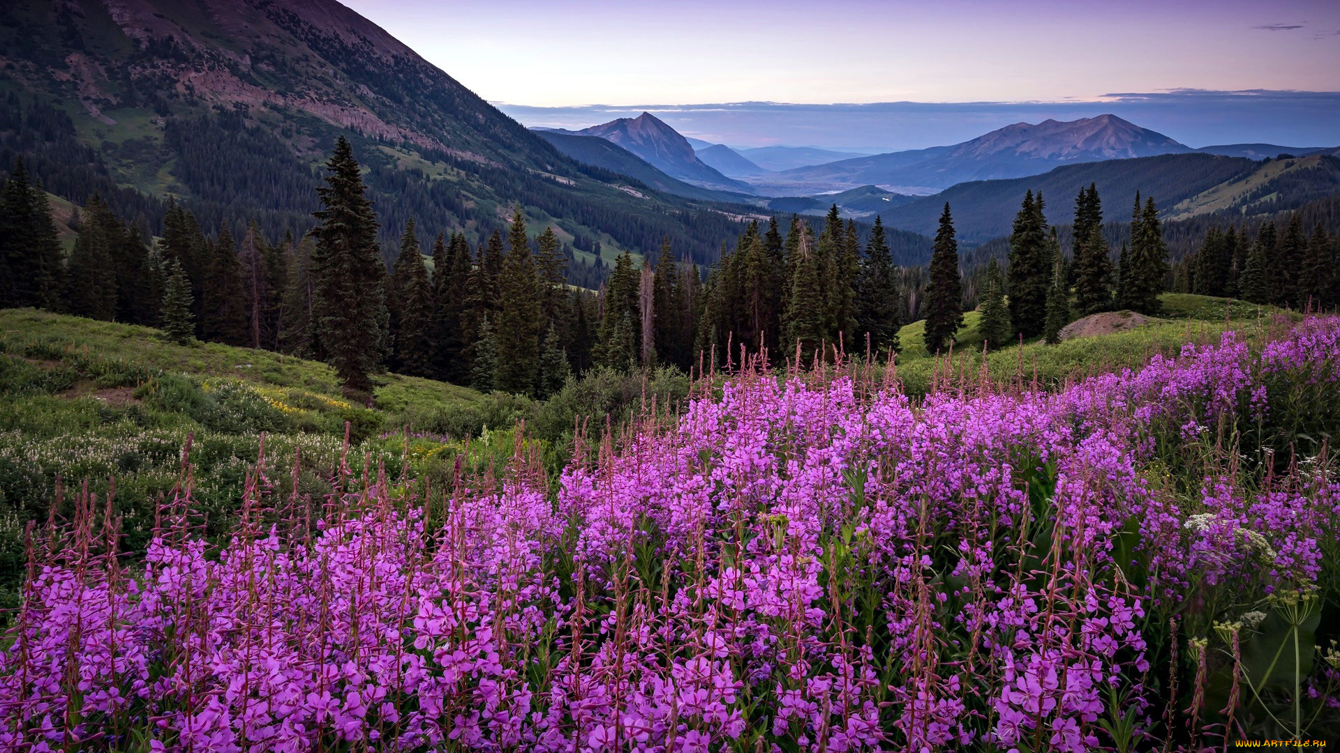 природа, луга, трава, луг, цветы, кипрей
