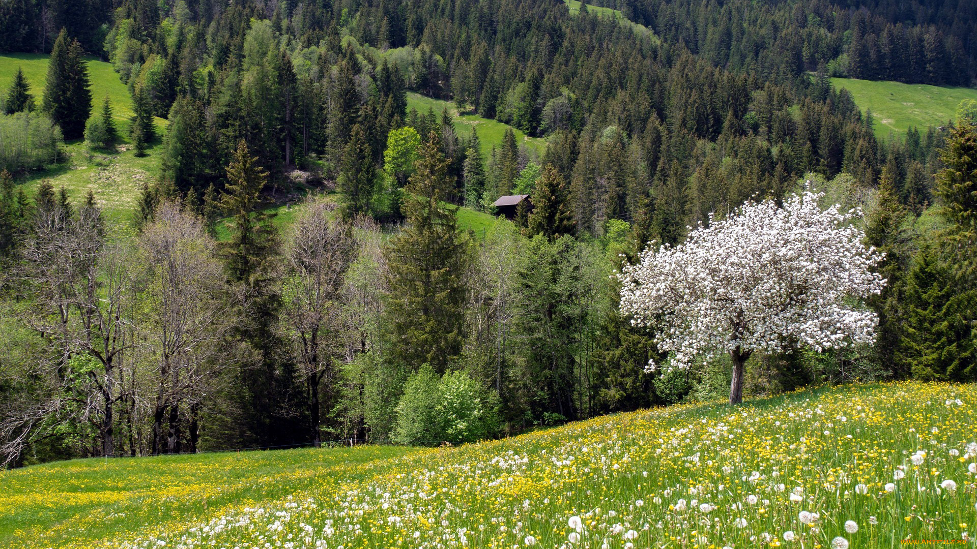 природа, луга, трава, луг, цветы, одуванчики