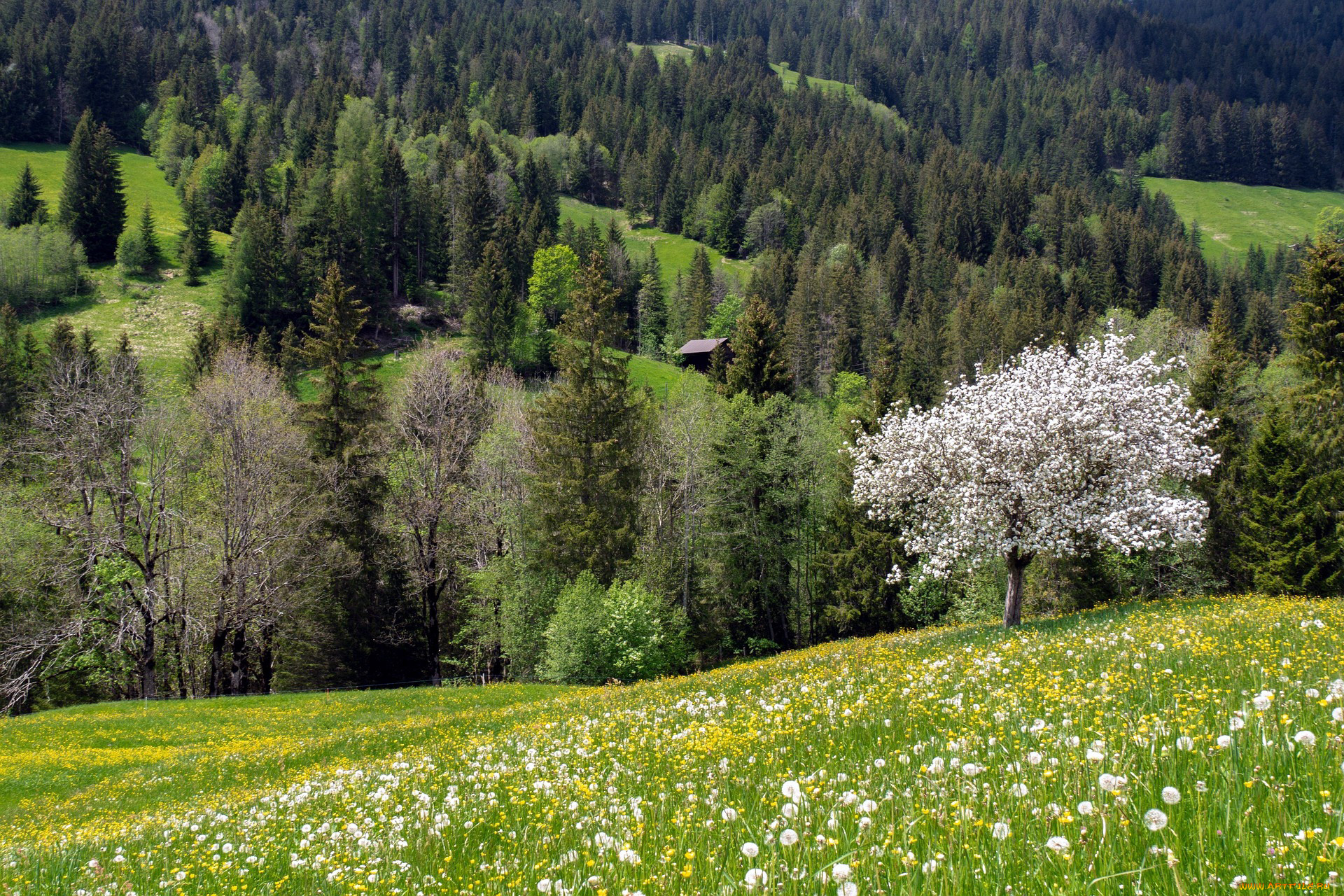 природа, луга, трава, луг, цветы, одуванчики