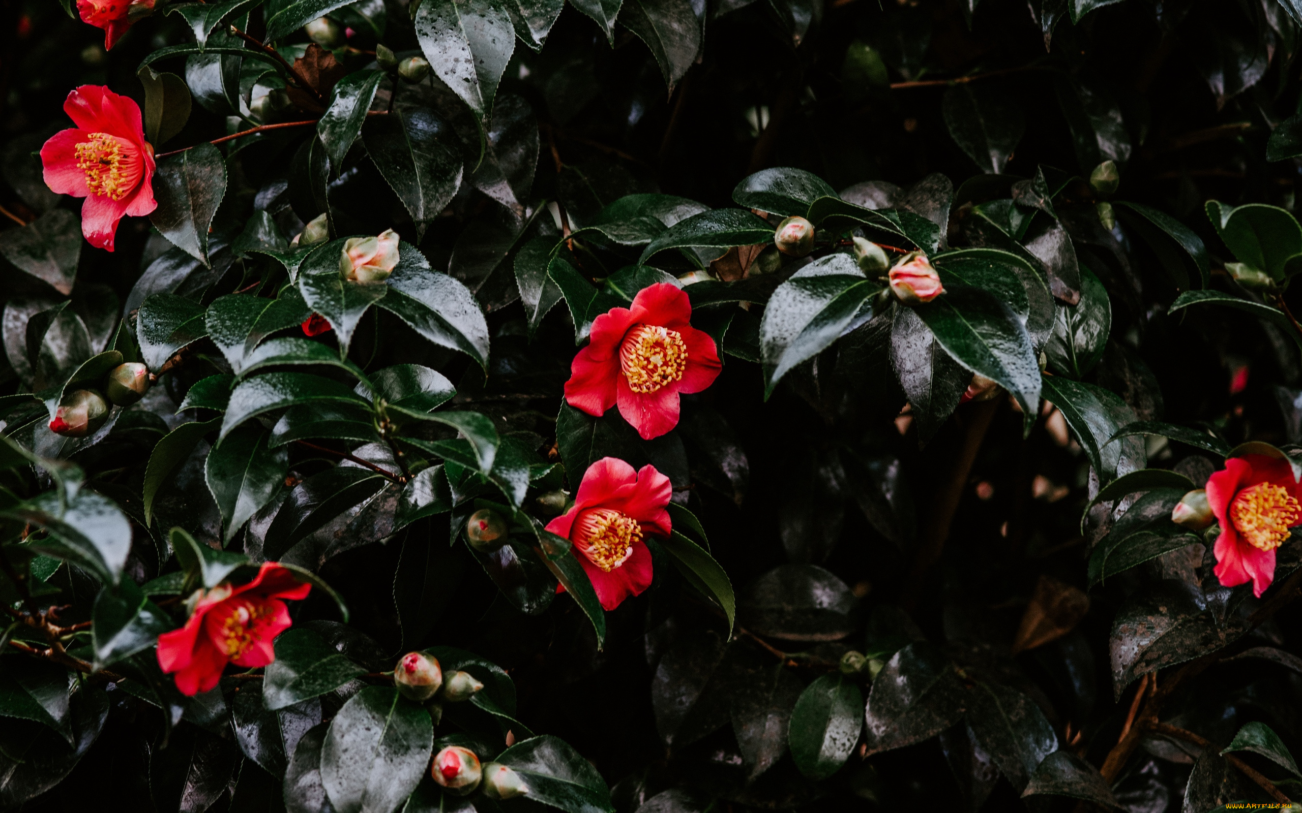 цветы, камелии, куст