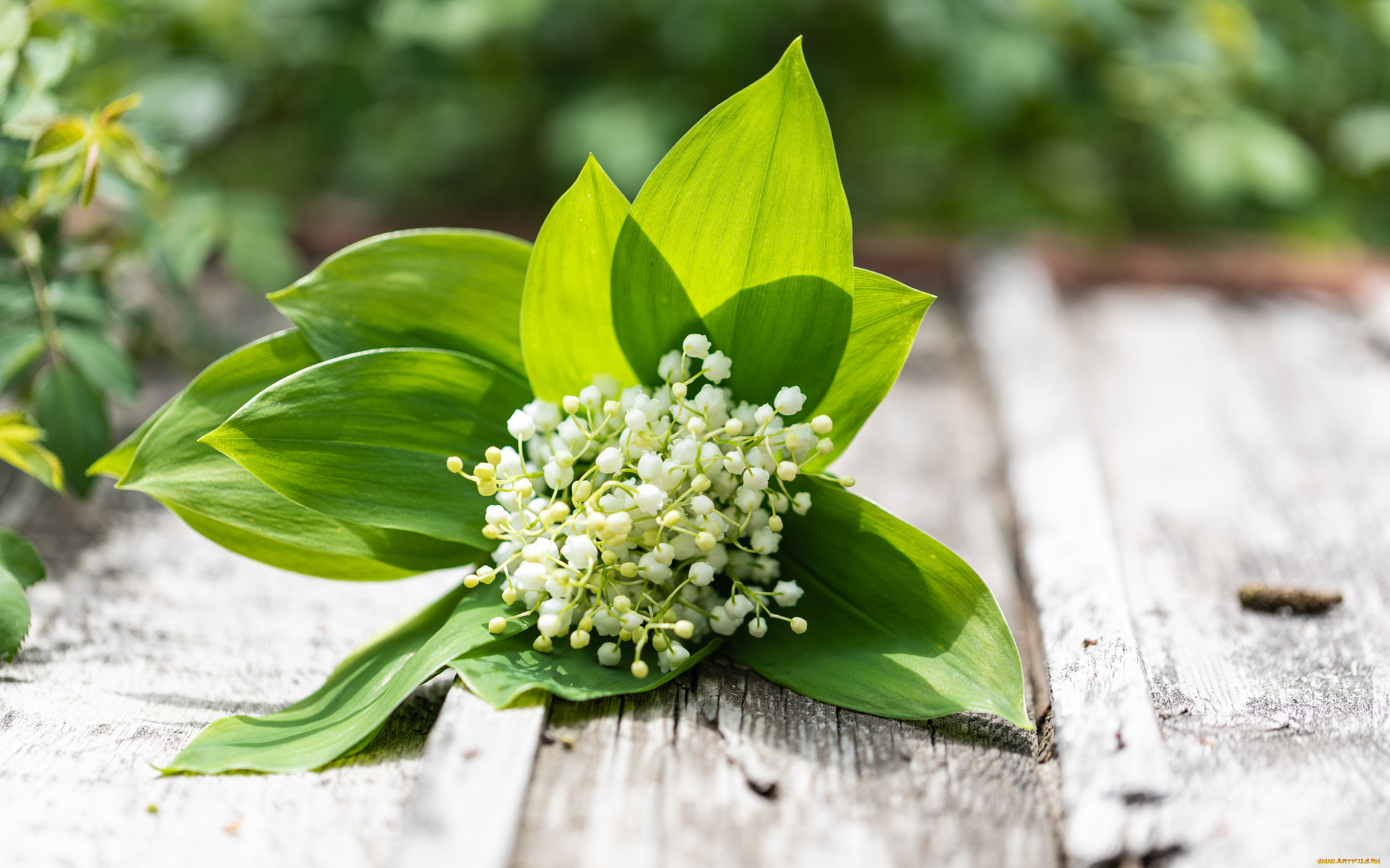 цветы, ландыши, букет, весна