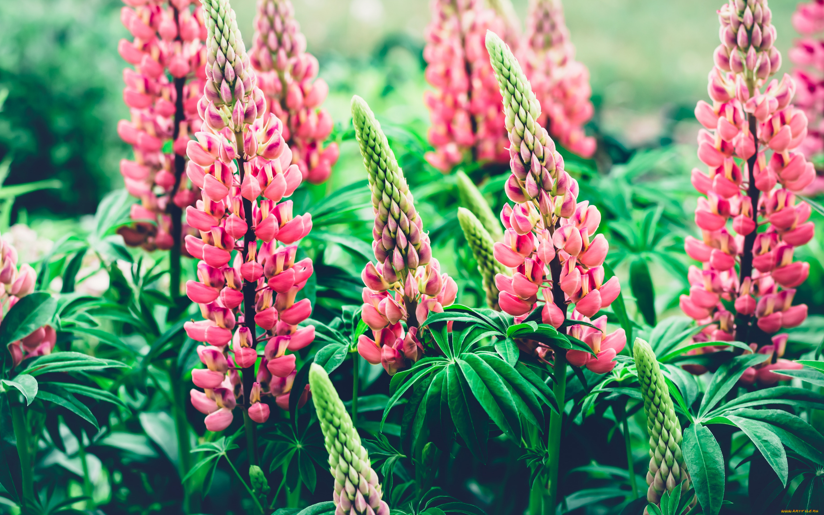 цветы, люпин, природа, розовые