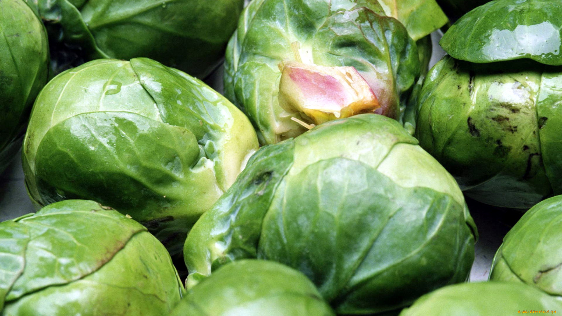 еда, капуста, и, её, разновидности, брюссельская, капуста