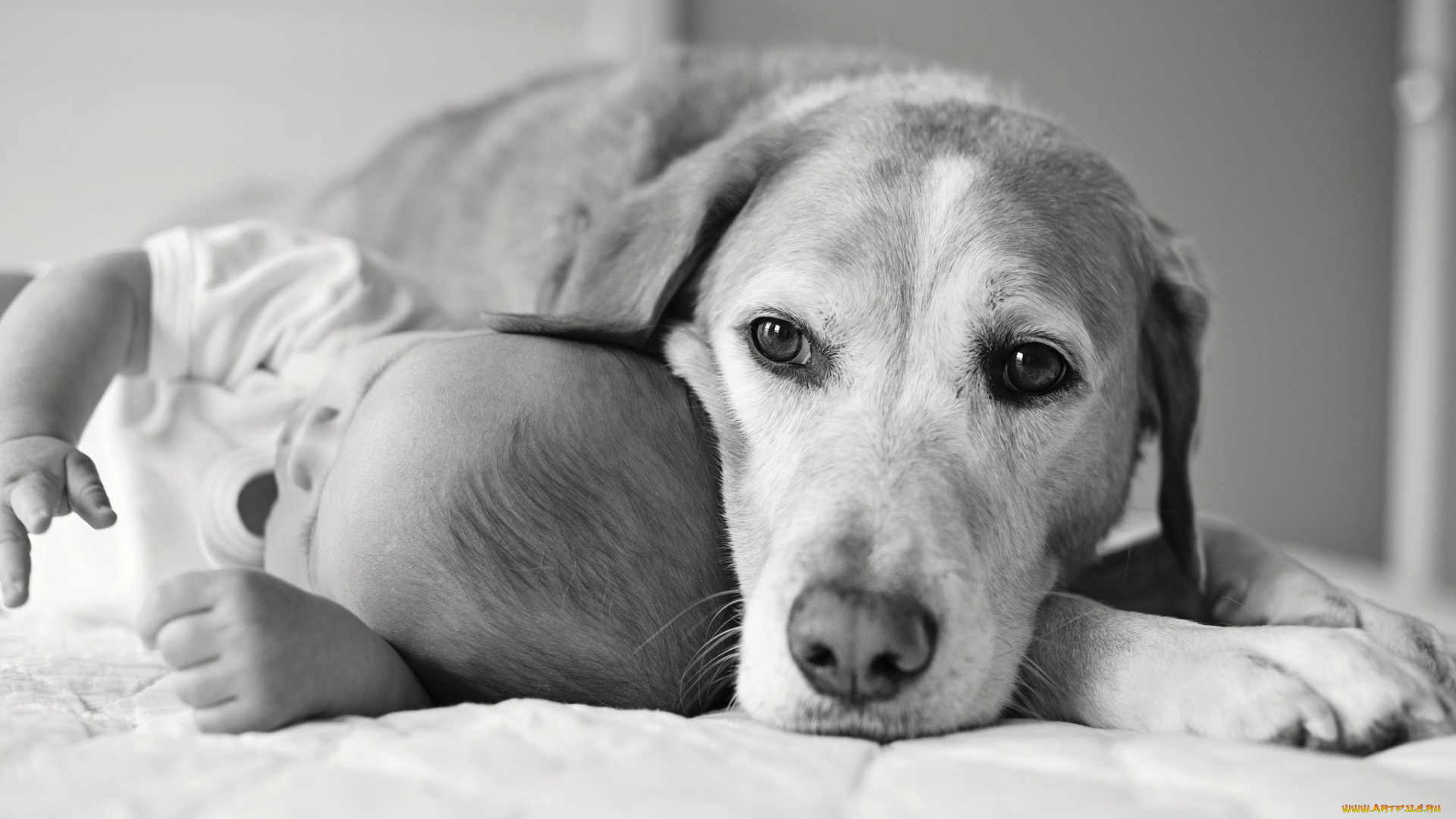 разное, люди, ребенок, собака