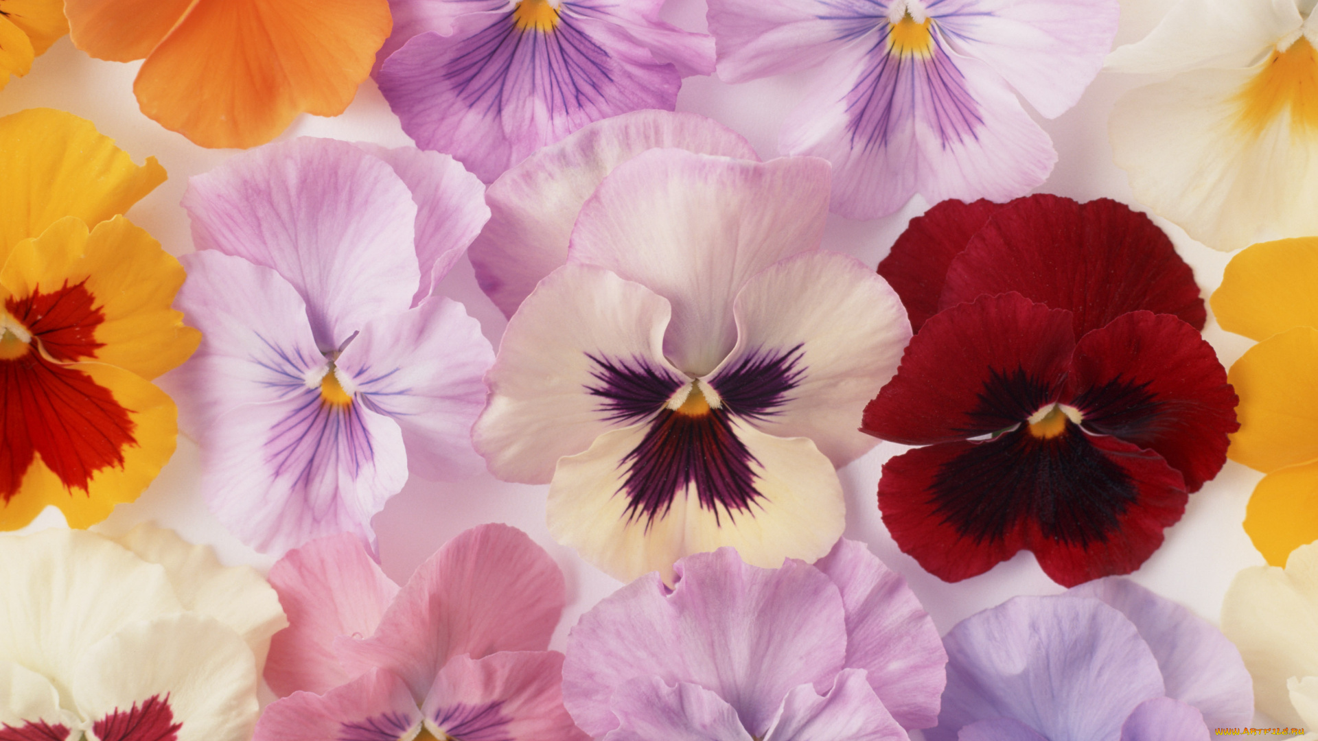 цветы, анютины, глазки, , садовые, фиалки, разноцветные