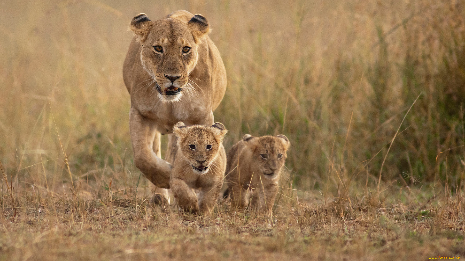 животные, львы, детеныши, львица, природа
