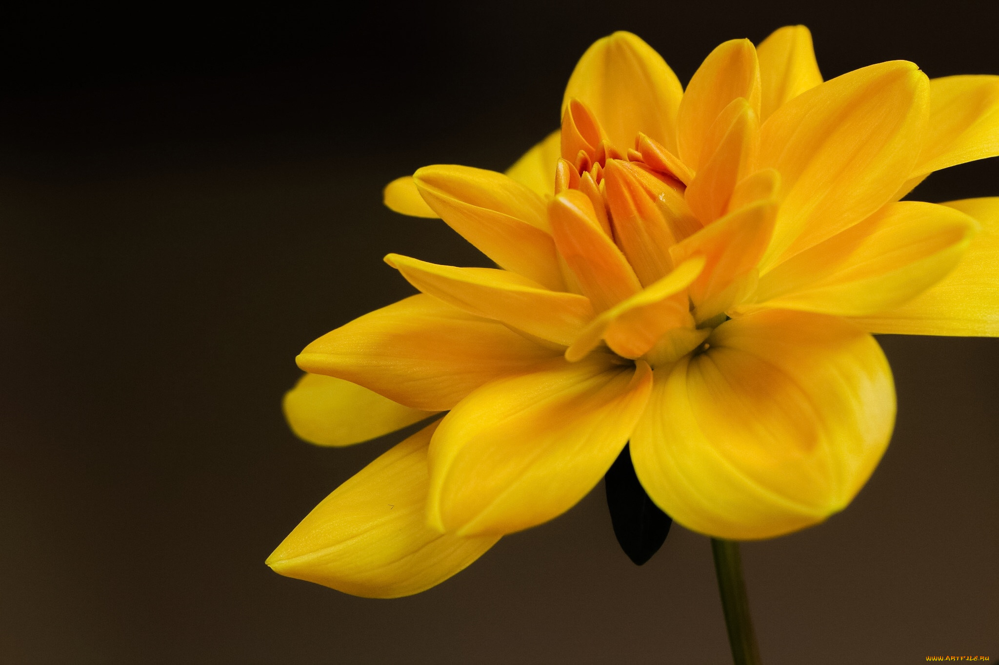 цветы, желтый