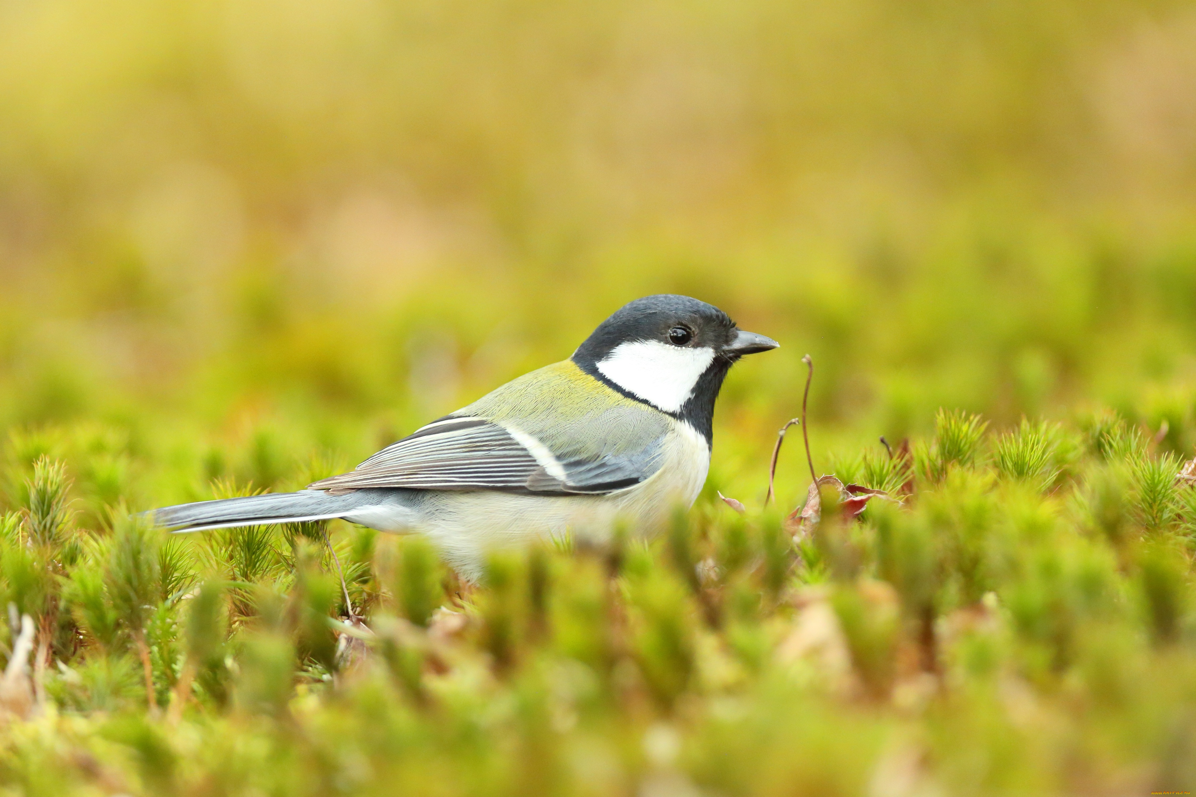 животные, синицы, , лазоревки, птица