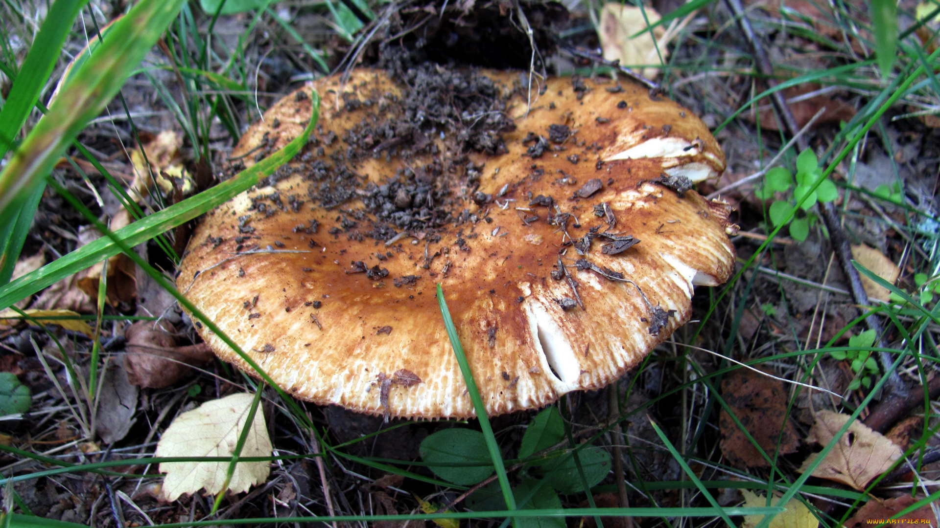 природа, грибы, шляпка, макро